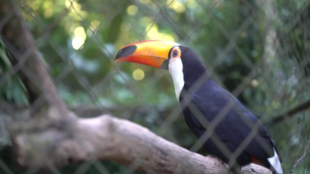 toucan on a tree, toucan, nature, bird, park, bird