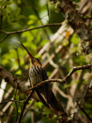 Hummingbird on a branch