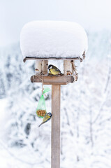 Eurasian big tit bird sits in a birdhouse covered with snow and a blue tit bird hangs on a bag of peanuts and feeds