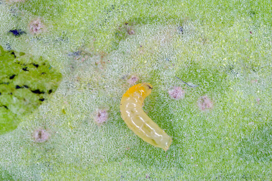Larva of a fly from the family Agromyzidae, leaf-miner flies, feeding from a sugar beet cotyledon.