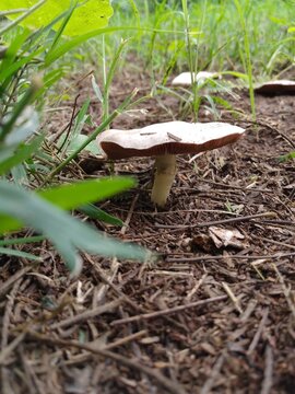 Forest mushroom, flat cap, among grass