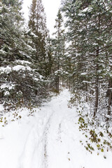 winter forest in the snow