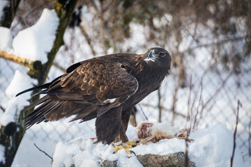 eagle in the snow