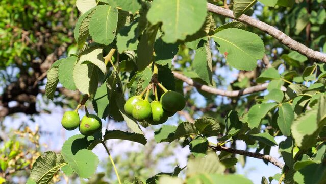 Piqui, typical fruit from the Brazilian Cerrado