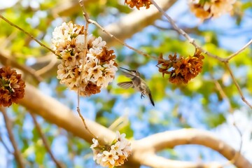 COLIBRI © WILLIAN GUZM