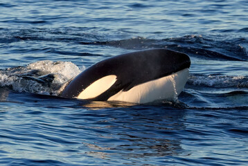 Orca Eastern Tropical Pacific