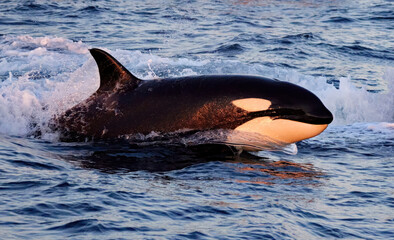 Naklejka premium Orca Eastern Tropical Pacific