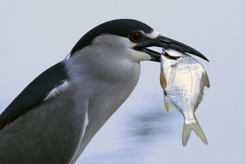 Um socó cinzento se preparando para engolir um peixe aparentemente muito grande para o seu bico... mas no final ele consegue.