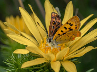 P8060279 purplish copper butterfly, Lycaena helloides, on Puget Sound gumweed flower, cECP 2023