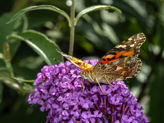 P8020002 painted lady butterfly, Vanessa cardui, feeding from a butterfly bush flower cECP 2023