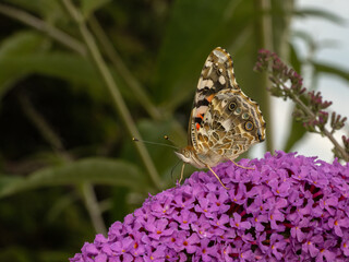 P8050086 painted lady butterfly, Vanessa cardui, on butterfly bush, side view cECP 2023
