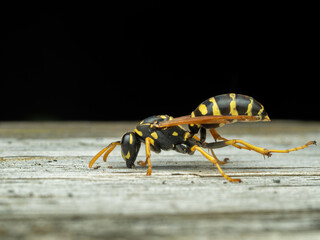 P8270050 European paper wasp, Polistes dominula, gside view, Delta, British Columbia, Canada cECP 2023