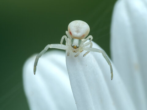 P8280120 female goldenrod crab spider, Misumena vatia, on white flower cECP 2023