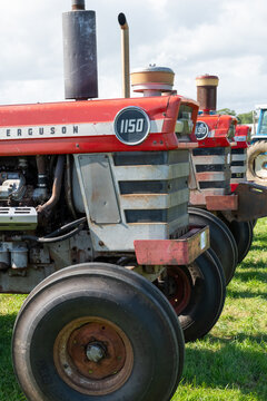 A row of Classic Massey Ferguson tractors