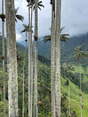 Background of tall palm trees growing along the mountain side in Colombia