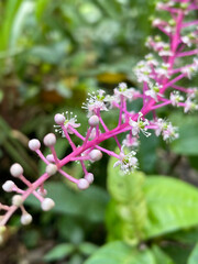 Exotic Flower macro photo in the jungle