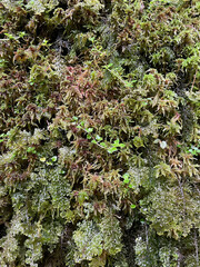 Mossy wet algae texture growing in the jungle.