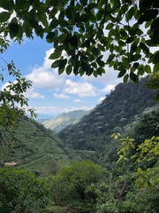 Looking through the jungle canopy landscape with trees and clouds in Colombia