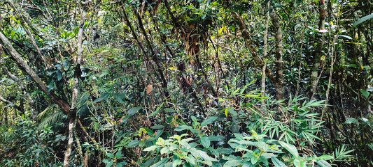 forest flower vegetation tree nature green life mountain valley hill cloud summer land path road woods wild camp hiking climbing trail park reserve Minas Gerais Brazil