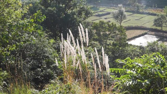 Cogongrass Glow: Imperata cylindrica Shining in Himalayan Sun, Uttarakhand, India.