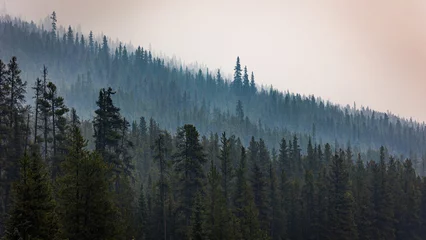 Foto op Aluminium Mistig bos forest in the fog