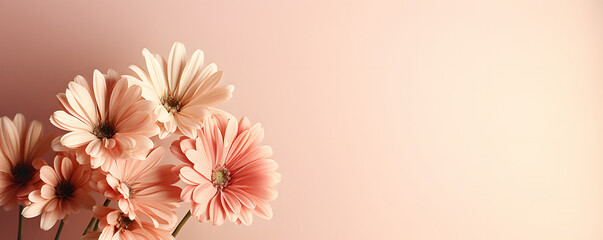 Delicate pale peach gerbera flower stems on tan beige background. Aesthetic close up view floral composition with sunlight shadows and copy space  - obrazy, fototapety, plakaty