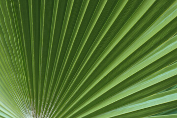 Natural green leaves plants. Ecology wallpaper. Natural background. Green Tropical Palm leaf on...