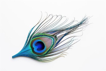 Obraz premium Bright blue peacock feather on a white background