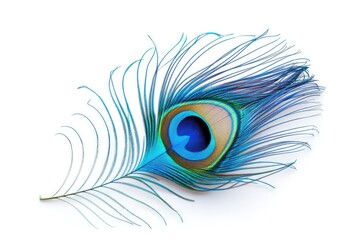 Bright blue peacock feather on a white background