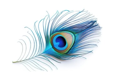 Obraz premium Bright blue peacock feather on a white background