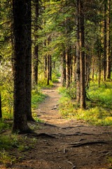 footpath in the woods