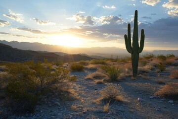 Lonely cactus casting a long shadow in the desert twilight