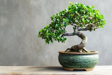 Lush bonsai tree in a traditional ceramic pot