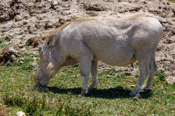 Warthogs