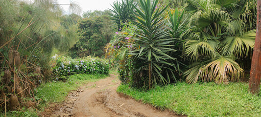 forest flower vegetation tree nature green life mountain valley hill stone cloudy summer land path...