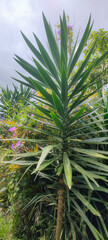 forest flower vegetation tree nature green life mountain valley hill stone cloudy summer land path road land farm field work crop harvest church city Brazil steeple