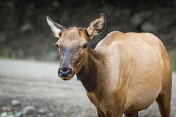 deer face