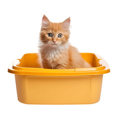 Cat in litter box isolated on transparent and white background