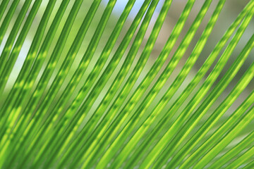 Natural green leaves plants. Ecology wallpaper. Natural background. Green Tropical Palm leaf on blurred greenery background. Beautiful leaf texture in sunlight. Exotic plant. Mediterranean flora