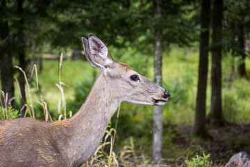 profile of a deer
