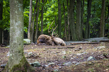 Resting male elk