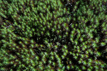 Green moss texture in a forest