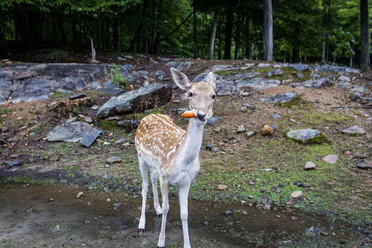 deer eating a carot