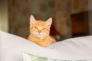 cat on the bed