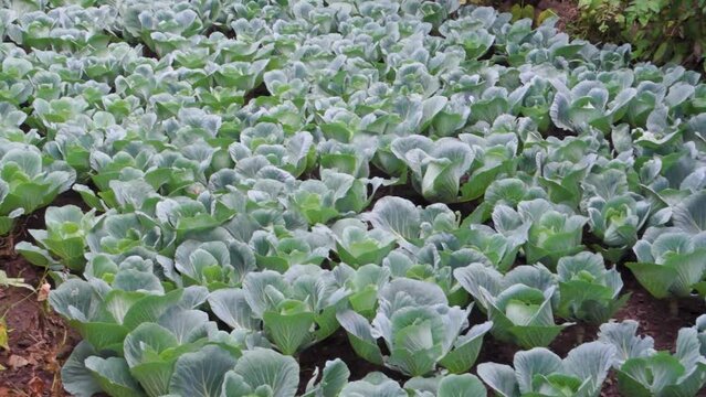Organically grown Cauliflower, Brassica oleracea in the hills of Uttarakhand India. Himalayan region of Northern India.