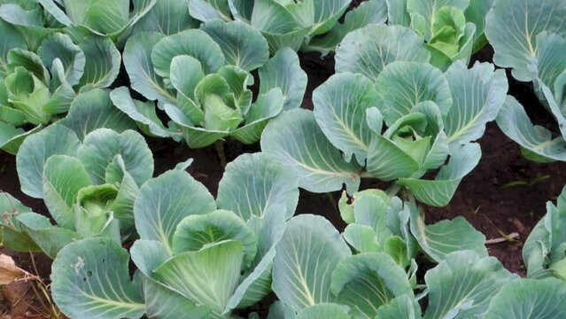 Organically grown Cauliflower, Brassica oleracea in the hills of Uttarakhand India. Himalayan region of Northern India.