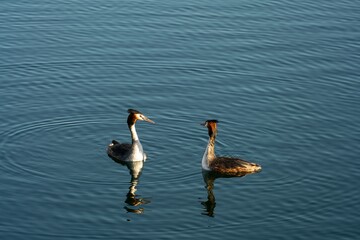 Two water birds, grebes at the lake.