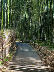 Famous bamboo grove or forest in Arashiyama, Kyoto, Japan. Tall bamboo trees with sunlight at the background at Arashiyama, one of the most famous tourist place in Kyoto, Japan. No people
