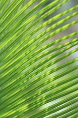 Natural green leaves plants. Ecology wallpaper. Natural background. Green Tropical Palm leaf on blurred greenery background. Beautiful leaf texture in sunlight. Exotic plant. Mediterranean flora