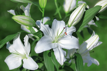 Fototapeta na wymiar White Easter Lily flowers in garden. Lilies blooming. Lilium Candidum. Garden Lillies with white petals. Lilium flower on green background. Easter greeting card